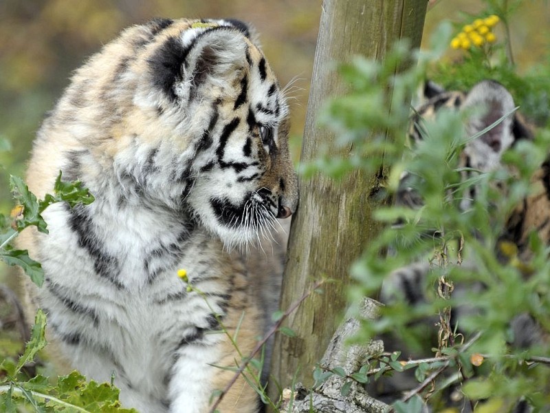 Schon vor zwei Jahren verzückten die kleinen Tigerbabys Tschuna und Daseep die Besucher des Wuppertaler Zoos. Der Zoo nahm die beiden Kleinen auf, nachdem sich die Muttertiere nicht ausreichend um ihre Babys gekümmert hatten.