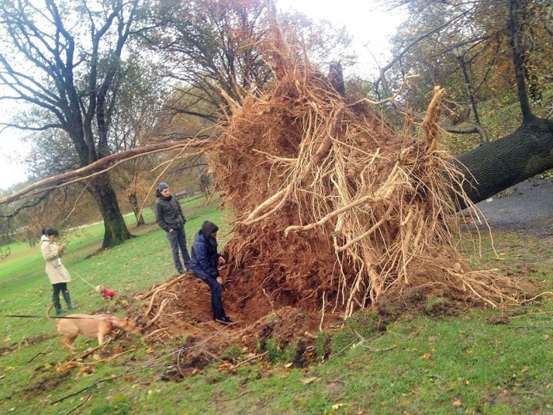 Der Wirbelsturm Sandy hat an der Ostküste der USA für Verwüstungen gesorgt.