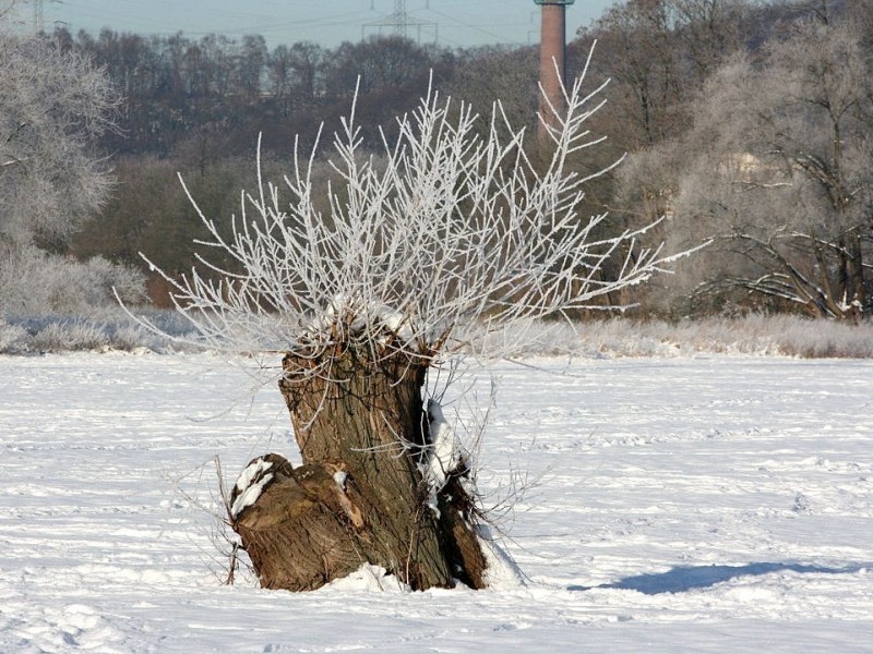 Trotzig streckt diese Kopfweide ihre eisbedeckten Triebe zum Himmel.