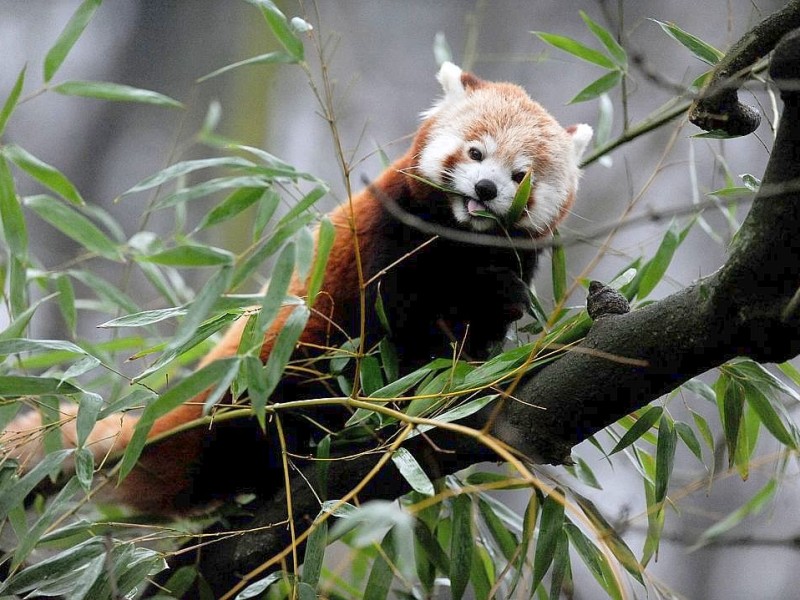 Vorstellung des jungen Panda-Paares im Zoo Dortmund.