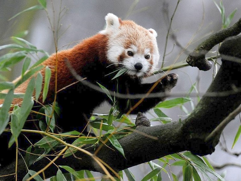 Vorstellung des jungen Panda-Paares im Zoo Dortmund.