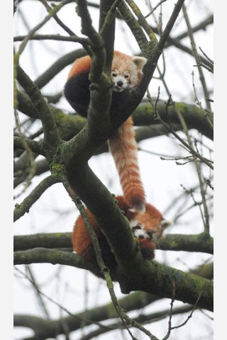 Vorstellung des jungen Panda-Paares im Zoo Dortmund.