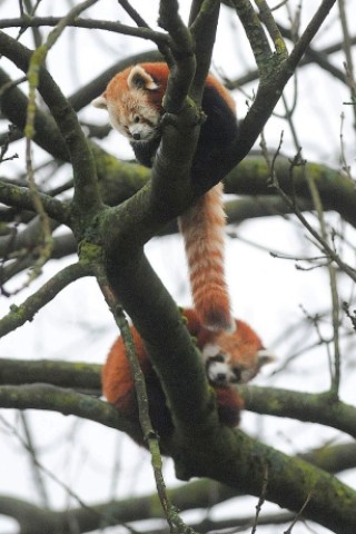 Vorstellung des jungen Panda-Paares im Zoo Dortmund.