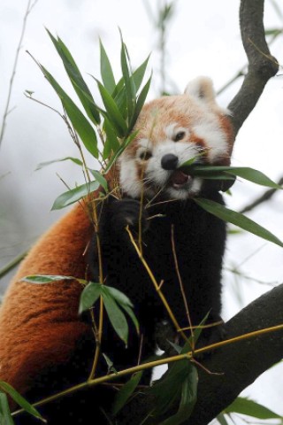 Vorstellung des jungen Panda-Paares im Zoo Dortmund.