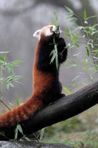 Vorstellung des jungen Panda-Paares im Zoo Dortmund.