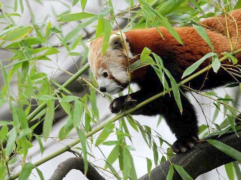 Vorstellung des jungen Panda-Paares im Zoo Dortmund.