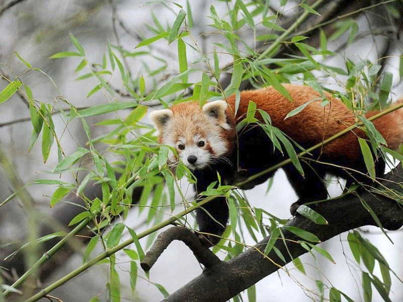 Vorstellung des jungen Panda-Paares im Zoo Dortmund.