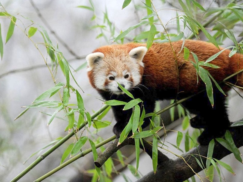 Vorstellung des jungen Panda-Paares im Zoo Dortmund.