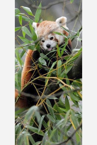 Vorstellung des jungen Panda-Paares im Zoo Dortmund.