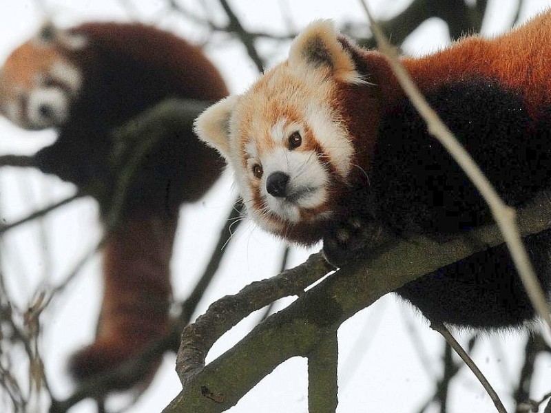 Vorstellung des jungen Panda-Paares im Zoo Dortmund.