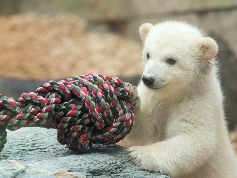 Knoten-Knut? Noch ist das Eisbärbaby namenlos.