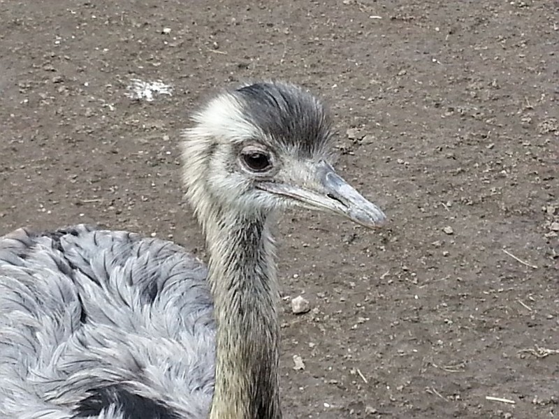 Hässlicher Vogel? Für die stolze  Mutter wird auch der kleine Nandu, unlängst geschlüpft, ein hübsches Kind sein.