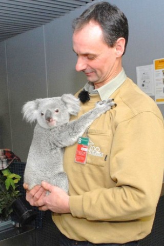 Auch das knapp zweijährige Koala-Weibchen checkte im Februar 2013 in Begleitung seines Tierpflegers Mario Chindemi für Flug LH 077 nach Frankfurt ein, von wo aus es weiter nach Edinburgh ging. Weil Koalas während einer solchen Reise die gesamte Zeit unter Aufsicht stehen müssen, reiste Alinga in der Kabine als normaler Passagier - inklusive einem dicken Bündel Eukalyptus-Blätter als Wegzehrung.