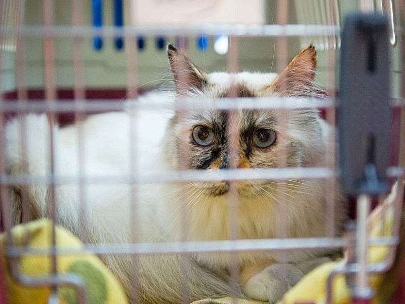 ... oder Katzen fliegen ab Düsseldorf in die ganze Welt.