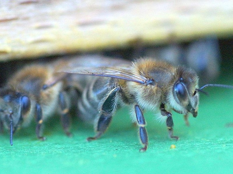 Laut Imker fühlen sich die Tierchen in ihren Stöcken sogar recht wohl.