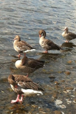 Diese Enten machen es richtig und baden in der Außenalster in Hamburg.