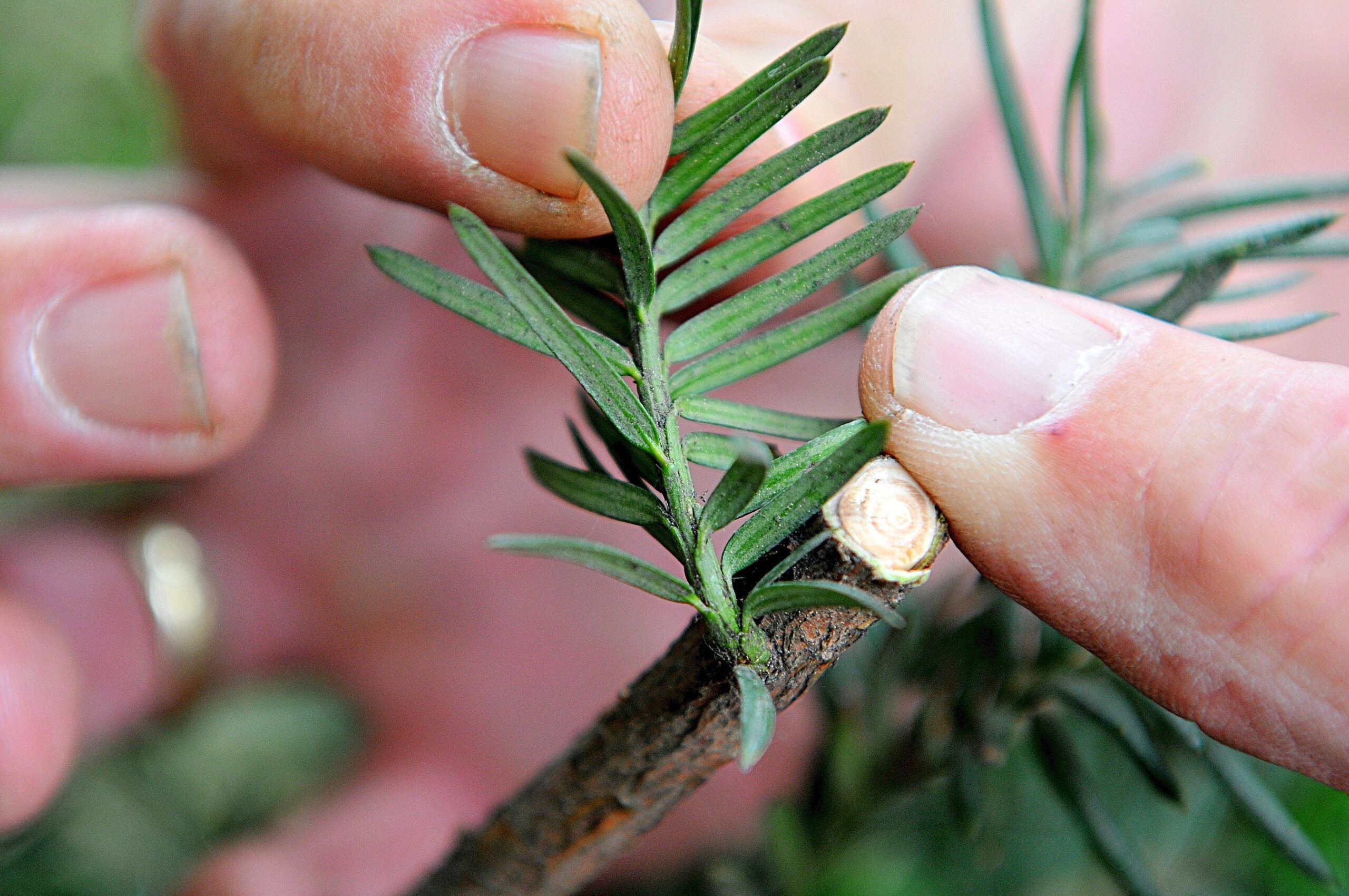 Durch das Abschneiden wird der Saft in die ruhenden Knospen an der Ast-Unterseite umgeleitet. Foto: Katharina Klöber / WAZ FotoPool