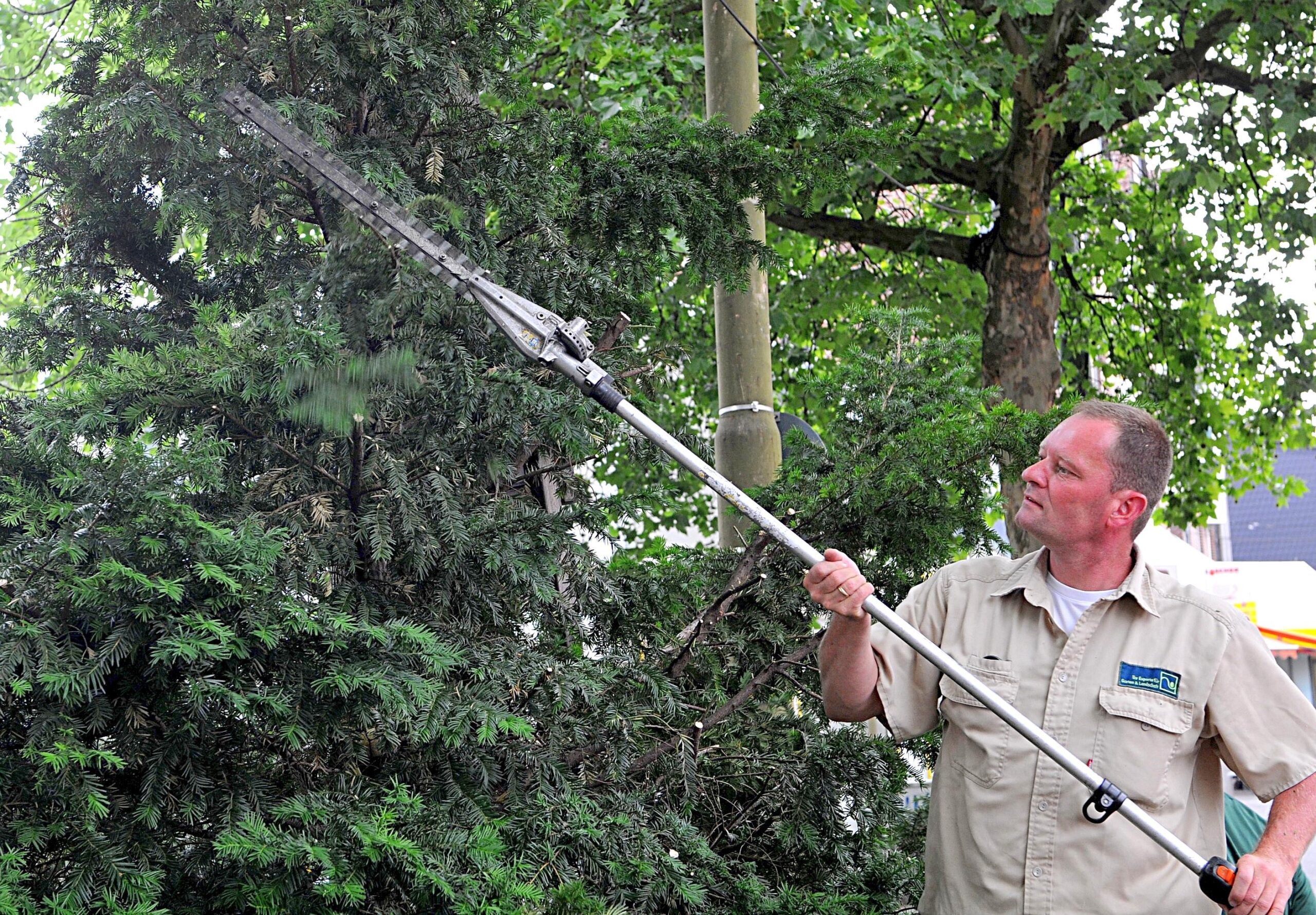 Christof Müller verpasst der Eibe mit einer Teleskopheckenschere den letzten Schliff. Foto: Katharina Klöber / WAZ FotoPool