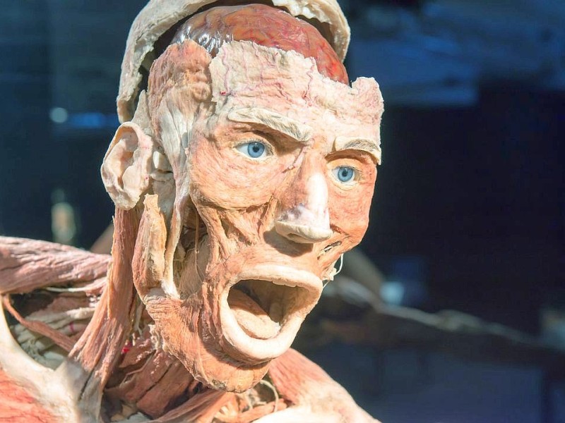 Die Themenausstellung Körperwelten und der Zyklus des Lebens mit Plastinaten des menschlichen Körpers ist erstmals im Ruhrgebiet zu sehen, in Bochum an der Hermannshöhe, am Donnerstag, den 29. August  2013 in Bochum.  Foto: Ingo Otto / WAZ FotoPool