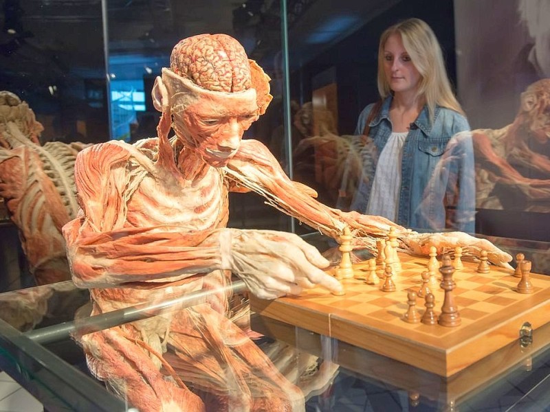 Die Themenausstellung Körperwelten und der Zyklus des Lebens mit Plastinaten des menschlichen Körpers ist erstmals im Ruhrgebiet zu sehen, in Bochum an der Hermannshöhe, am Donnerstag, den 29. August  2013 in Bochum.  Foto: Ingo Otto / WAZ FotoPool