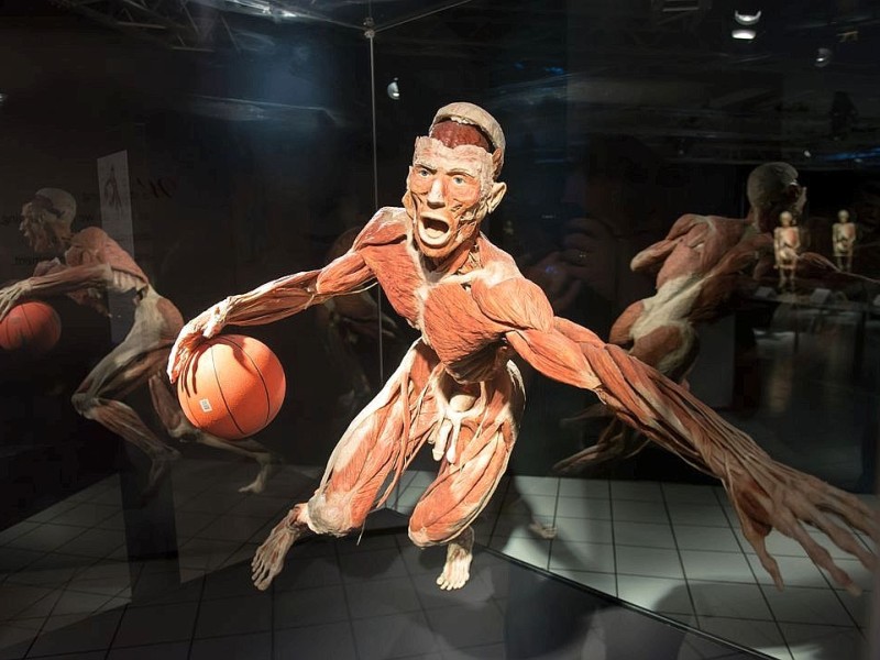 Die Themenausstellung Körperwelten und der Zyklus des Lebens mit Plastinaten des menschlichen Körpers ist erstmals im Ruhrgebiet zu sehen, in Bochum an der Hermannshöhe, am Donnerstag, den 29. August  2013 in Bochum.  Foto: Ingo Otto / WAZ FotoPool