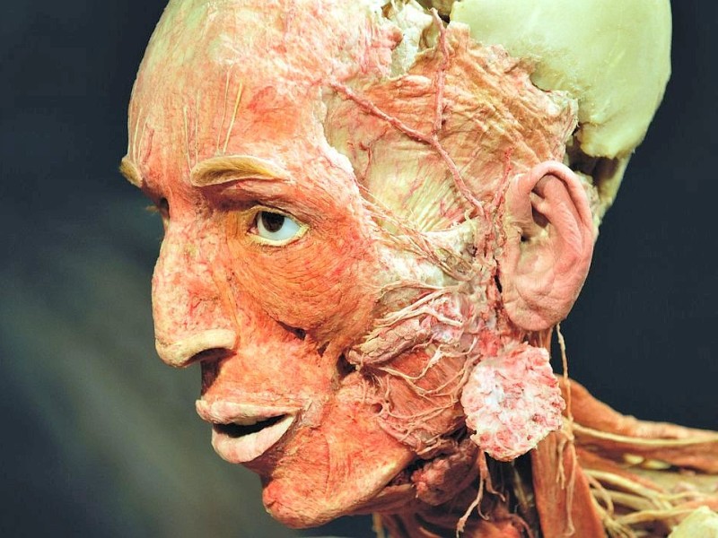 Die Themenausstellung Körperwelten und der Zyklus des Lebens mit Plastinaten des menschlichen Körpers ist erstmals im Ruhrgebiet zu sehen, in Bochum an der Hermannshöhe, am Donnerstag, den 29. August  2013 in Bochum.  Foto: Ingo Otto / WAZ FotoPool