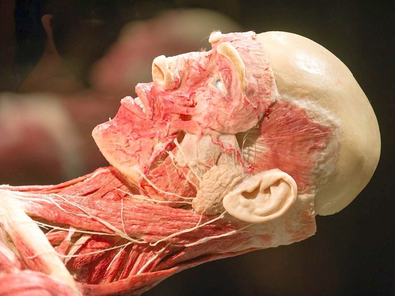 Die Themenausstellung Körperwelten und der Zyklus des Lebens mit Plastinaten des menschlichen Körpers ist erstmals im Ruhrgebiet zu sehen, in Bochum an der Hermannshöhe, am Donnerstag, den 29. August  2013 in Bochum.  Foto: Ingo Otto / WAZ FotoPool