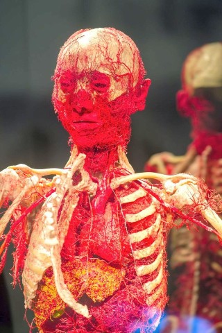 Die Themenausstellung Körperwelten und der Zyklus des Lebens mit Plastinaten des menschlichen Körpers ist erstmals im Ruhrgebiet zu sehen, in Bochum an der Hermannshöhe, am Donnerstag, den 29. August  2013 in Bochum.  Foto: Ingo Otto / WAZ FotoPool