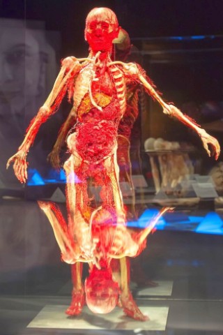 Die Themenausstellung Körperwelten und der Zyklus des Lebens mit Plastinaten des menschlichen Körpers ist erstmals im Ruhrgebiet zu sehen, in Bochum an der Hermannshöhe, am Donnerstag, den 29. August  2013 in Bochum.  Foto: Ingo Otto / WAZ FotoPool