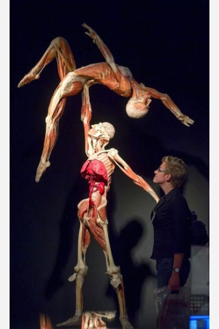 Die Themenausstellung Körperwelten und der Zyklus des Lebens mit Plastinaten des menschlichen Körpers ist erstmals im Ruhrgebiet zu sehen, in Bochum an der Hermannshöhe, am Donnerstag, den 29. August  2013 in Bochum.  Foto: Ingo Otto / WAZ FotoPool