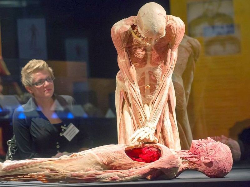 Die Themenausstellung Körperwelten und der Zyklus des Lebens mit Plastinaten des menschlichen Körpers ist erstmals im Ruhrgebiet zu sehen, in Bochum an der Hermannshöhe, am Donnerstag, den 29. August  2013 in Bochum.  Foto: Ingo Otto / WAZ FotoPool