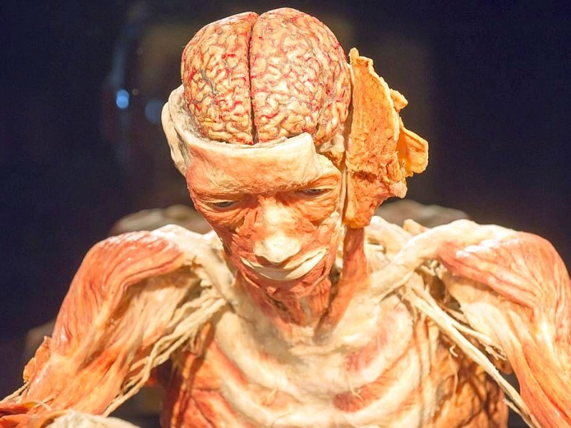 Die Themenausstellung Körperwelten und der Zyklus des Lebens mit Plastinaten des menschlichen Körpers ist erstmals im Ruhrgebiet zu sehen, in Bochum an der Hermannshöhe, am Donnerstag, den 29. August  2013 in Bochum.  Foto: Ingo Otto / WAZ FotoPool