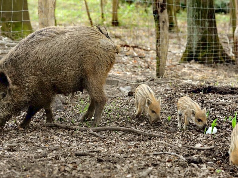 Stadtförster Stefan Jeschke zeigt den fünfachen Nachwuchs bei den Wildschweinen im Stadtwald in Duisburg-Neudorf. Im Dezember nahm der Förster zwei junge Wildschweine, Schnitzel und Blümchen, auf und baute für sie das Gehege im Wald. Dann kam ein drittes dazu und nun gibt es die mittlerweile gut drei Wochen alten Frischlinge.