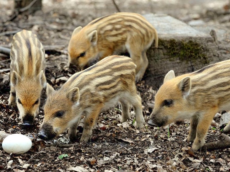 Stadtförster Stefan Jeschke zeigt den fünfachen Nachwuchs bei den Wildschweinen im Stadtwald in Duisburg-Neudorf. Im Dezember nahm der Förster zwei junge Wildschweine, Schnitzel und Blümchen, auf und baute für sie das Gehege im Wald. Dann kam ein drittes dazu und nun gibt es die mittlerweile gut drei Wochen alten Frischlinge.