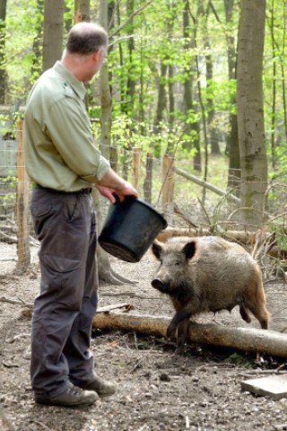 Stadtförster Stefan Jeschke zeigt den fünfachen Nachwuchs bei den Wildschweinen im Stadtwald in Duisburg-Neudorf. Im Dezember nahm der Förster zwei junge Wildschweine, Schnitzel und Blümchen, auf und baute für sie das Gehege im Wald. Dann kam ein drittes dazu und nun gibt es die mittlerweile gut drei Wochen alten Frischlinge.