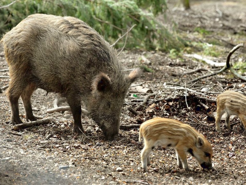 Stadtförster Stefan Jeschke zeigt den fünfachen Nachwuchs bei den Wildschweinen im Stadtwald in Duisburg-Neudorf. Im Dezember nahm der Förster zwei junge Wildschweine, Schnitzel und Blümchen, auf und baute für sie das Gehege im Wald. Dann kam ein drittes dazu und nun gibt es die mittlerweile gut drei Wochen alten Frischlinge.