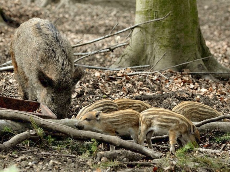 Stadtförster Stefan Jeschke zeigt den fünfachen Nachwuchs bei den Wildschweinen im Stadtwald in Duisburg-Neudorf. Im Dezember nahm der Förster zwei junge Wildschweine, Schnitzel und Blümchen, auf und baute für sie das Gehege im Wald. Dann kam ein drittes dazu und nun gibt es die mittlerweile gut drei Wochen alten Frischlinge.