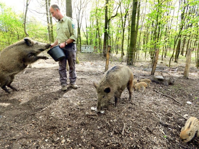 Stadtförster Stefan Jeschke zeigt den fünfachen Nachwuchs bei den Wildschweinen im Stadtwald in Duisburg-Neudorf. Im Dezember nahm der Förster zwei junge Wildschweine, Schnitzel und Blümchen, auf und baute für sie das Gehege im Wald. Dann kam ein drittes dazu und nun gibt es die mittlerweile gut drei Wochen alten Frischlinge.