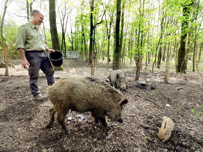 Stadtförster Stefan Jeschke zeigt den fünfachen Nachwuchs bei den Wildschweinen im Stadtwald in Duisburg-Neudorf. Im Dezember nahm der Förster zwei junge Wildschweine, Schnitzel und Blümchen, auf und baute für sie das Gehege im Wald. Dann kam ein drittes dazu und nun gibt es die mittlerweile gut drei Wochen alten Frischlinge.