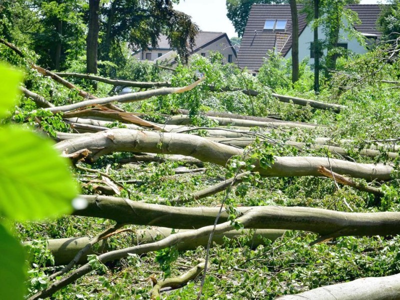 Die Bäume an der Virchowstraße in Bottrop sind dem Unwetter zum Opfer gefallen.