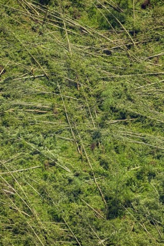 Sturmschäden in Bochum. Das Unwetter zog Pfingstmontag über Düsseldorf und das Ruhrgebiet.