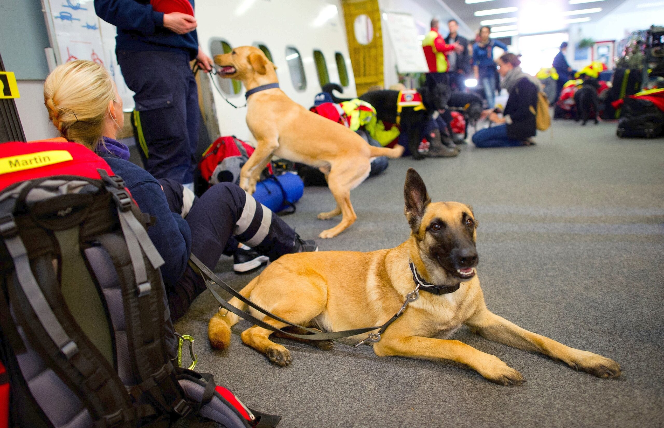 Suchhund Malinois Onja (v) wartet zusammen mit Labrador Couper (h) und den Hundeführern der I.S.A.R. Germany in Frankfurt (Hessen) auf den Abflug in Richtung Nepal, um dort den Hilfseinsatz für die Erdbebenopfer zu starten.