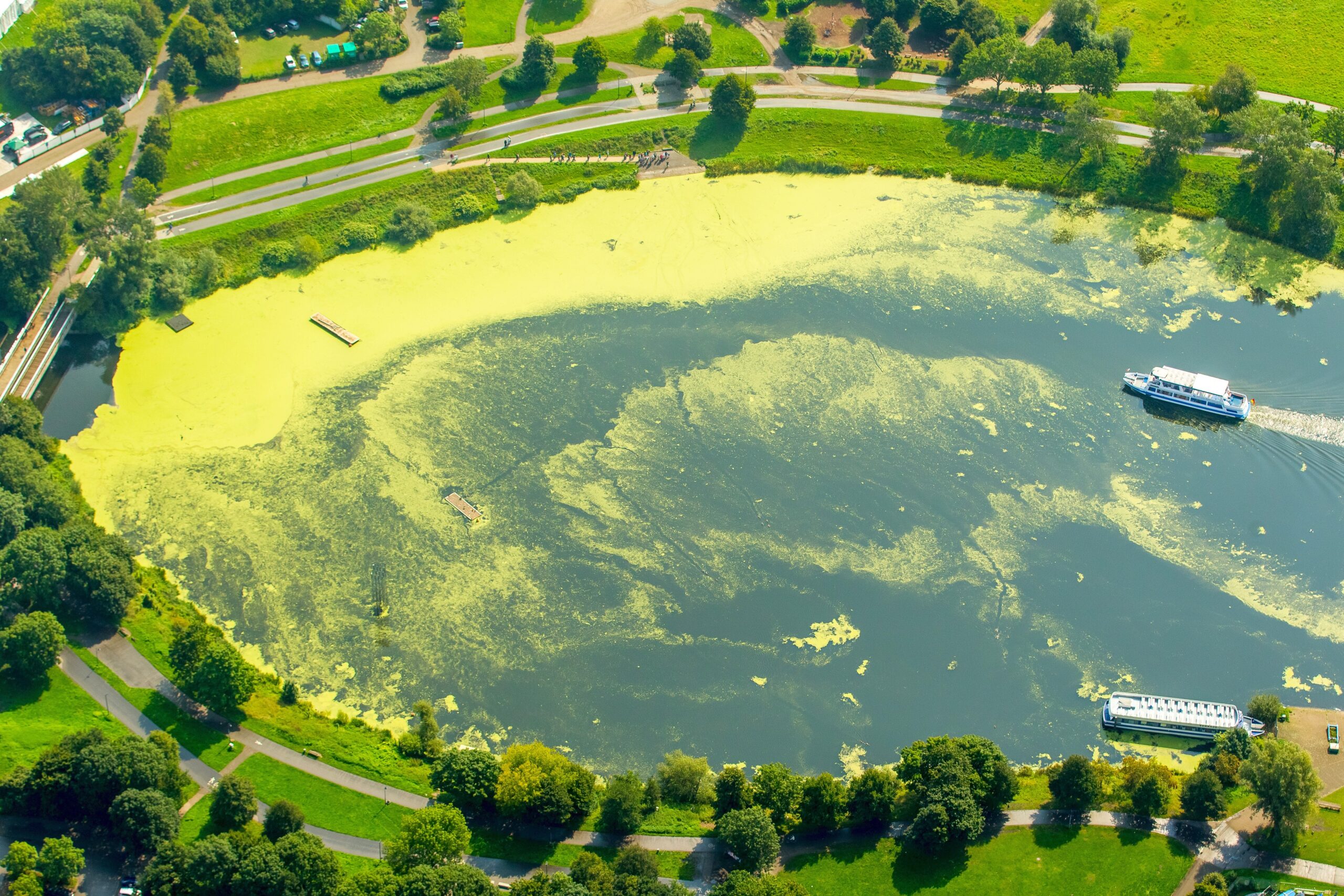 Wasserpest, Elodea, das Fahrgastschiff Schwalbe II legt auf der Wittener Seite in Heveney am Kemnader Stausee und nimmt Fahrgäste auf,  Bochum, Ruhrgebiet, Nordrhein-Westfalen, Deutschland