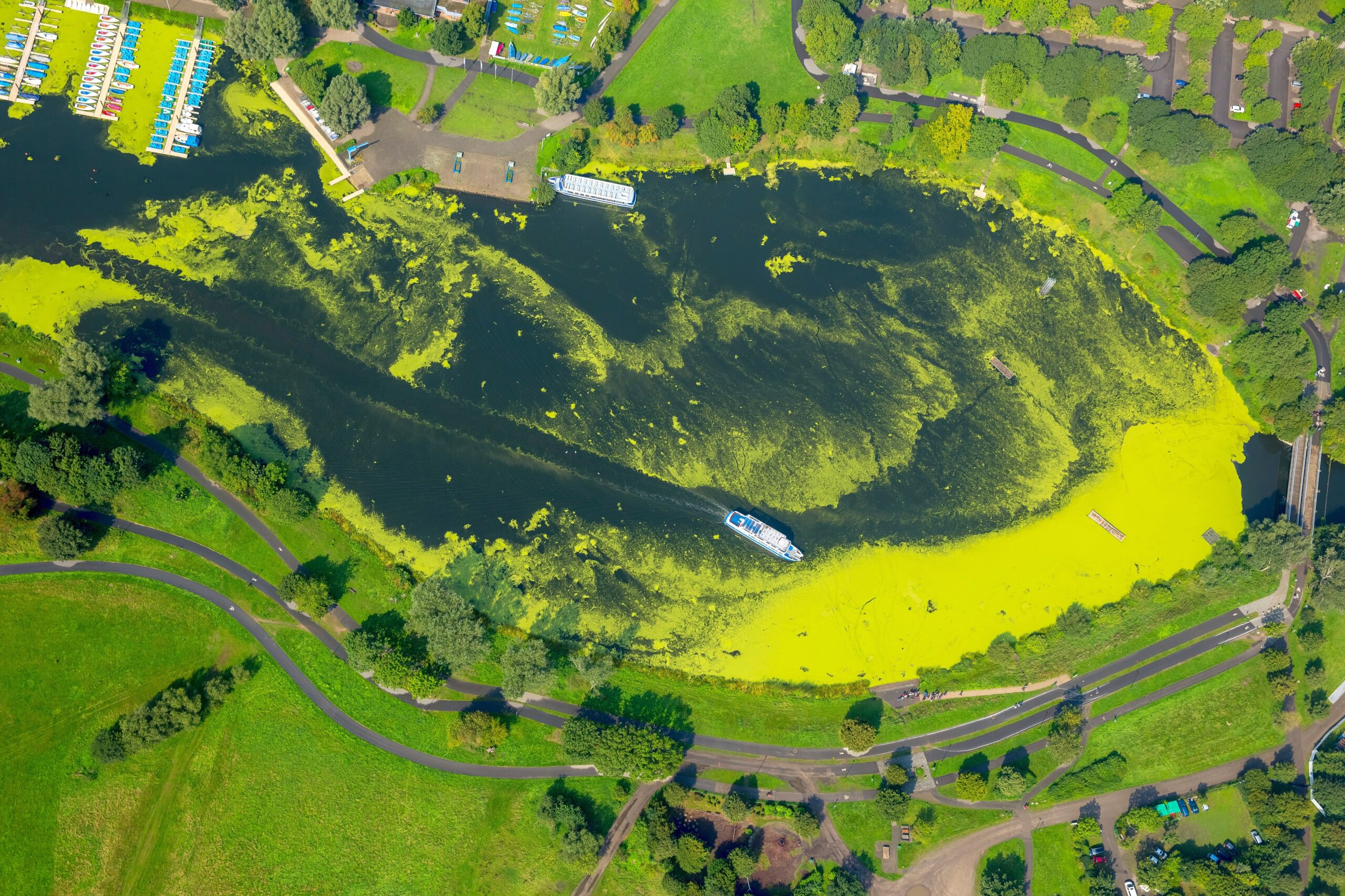 Wasserpest, Elodea, das Fahrgastschiff Schwalbe II legt auf der Wittener Seite in Heveney am Kemnader Stausee und nimmt Fahrgäste auf,  Bochum, Ruhrgebiet, Nordrhein-Westfalen, Deutschland