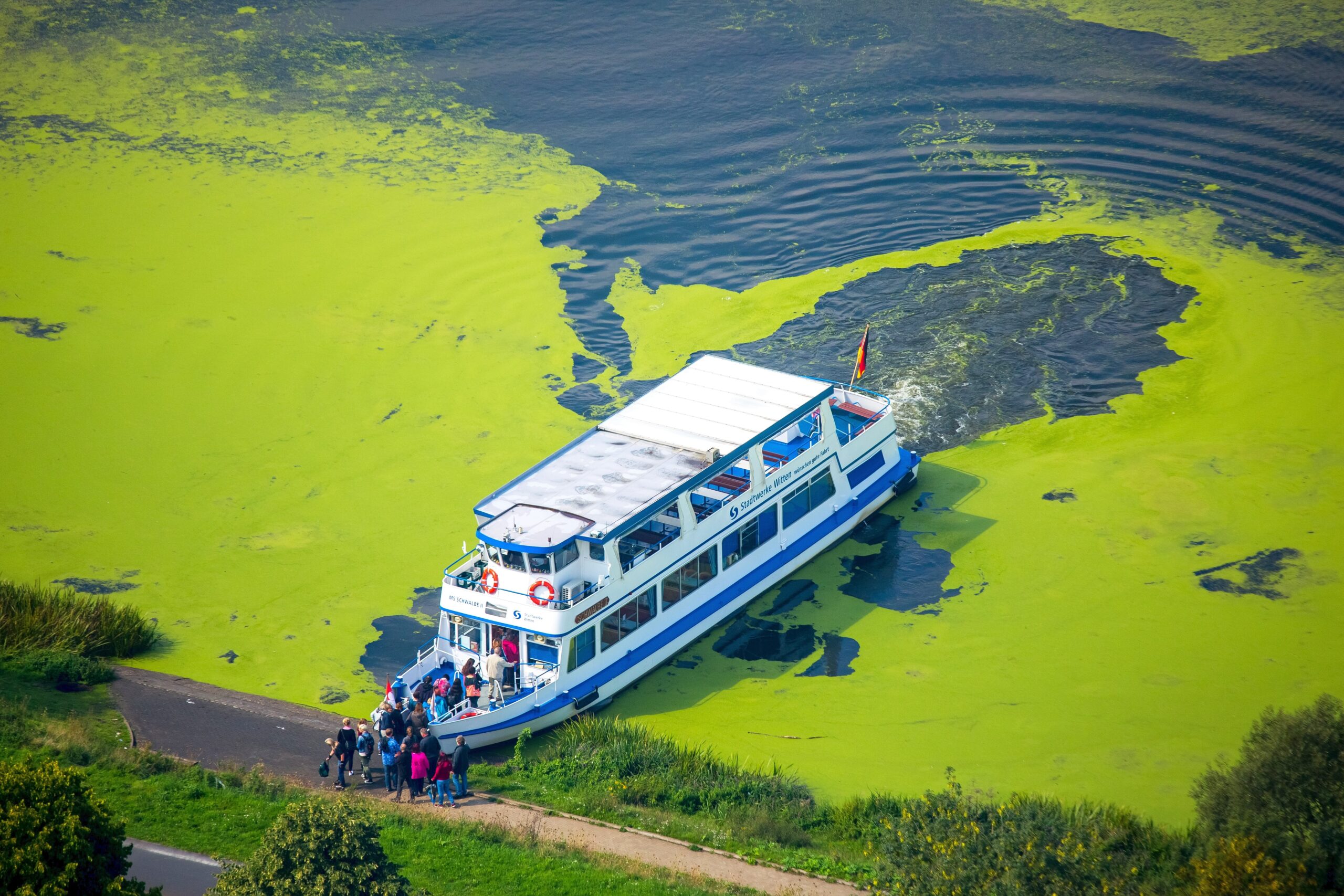 Wasserpest, Elodea, das Fahrgastschiff Schwalbe II legt auf der Wittener Seite in Heveney am Kemnader Stausee und nimmt Fahrgäste auf,  Bochum, Ruhrgebiet, Nordrhein-Westfalen, Deutschland