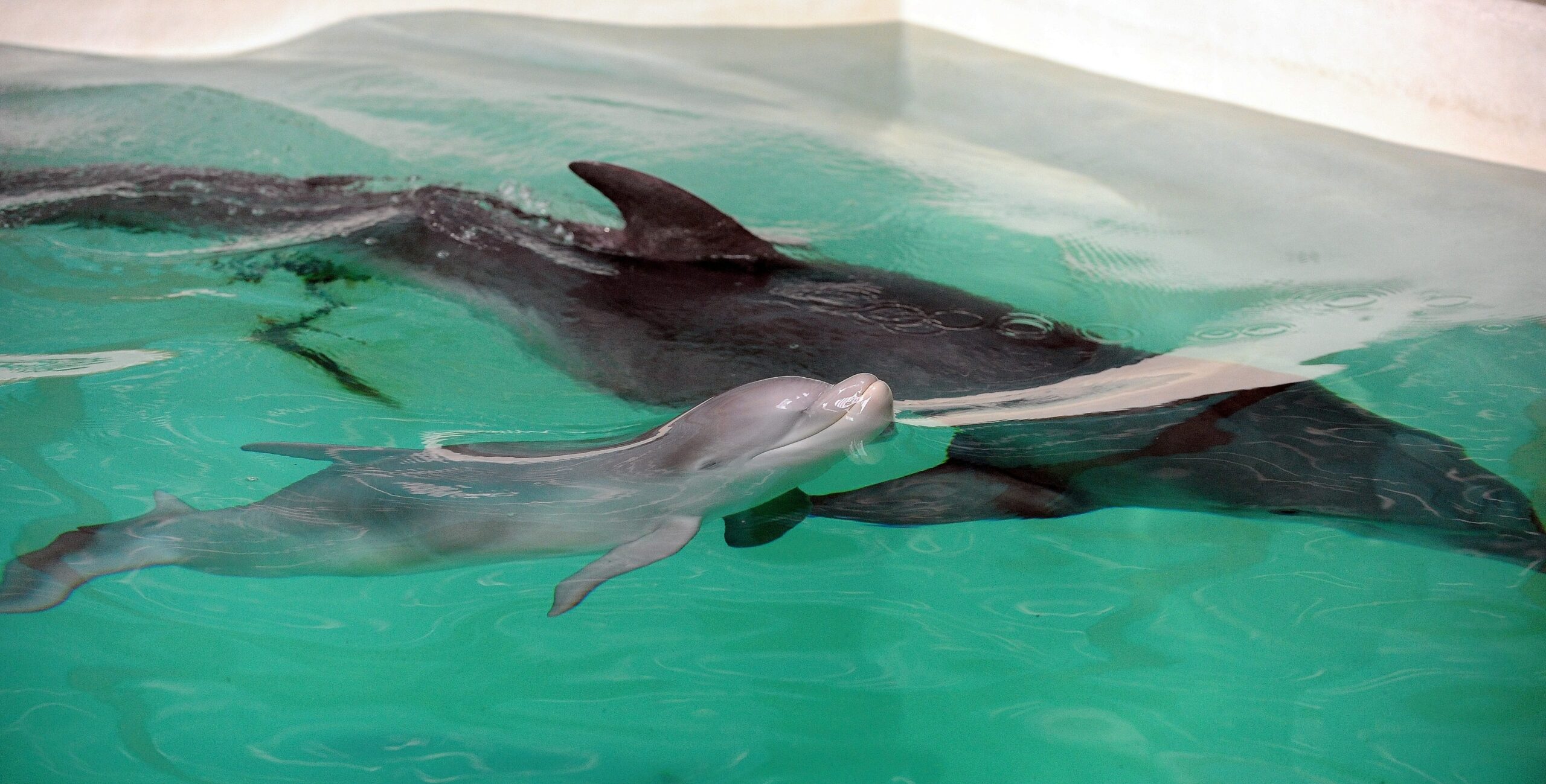 Erstmalig in der Geschichte der Delfinhaltung in Deutschland wurden im Delfinarium des Zoo Duisburg gleich drei Jungtiere nahezu zeitgleich geboren. Bei der Vorstellung am 17. Oktober war nur Dörte mit Mama Delphi zu sehen.