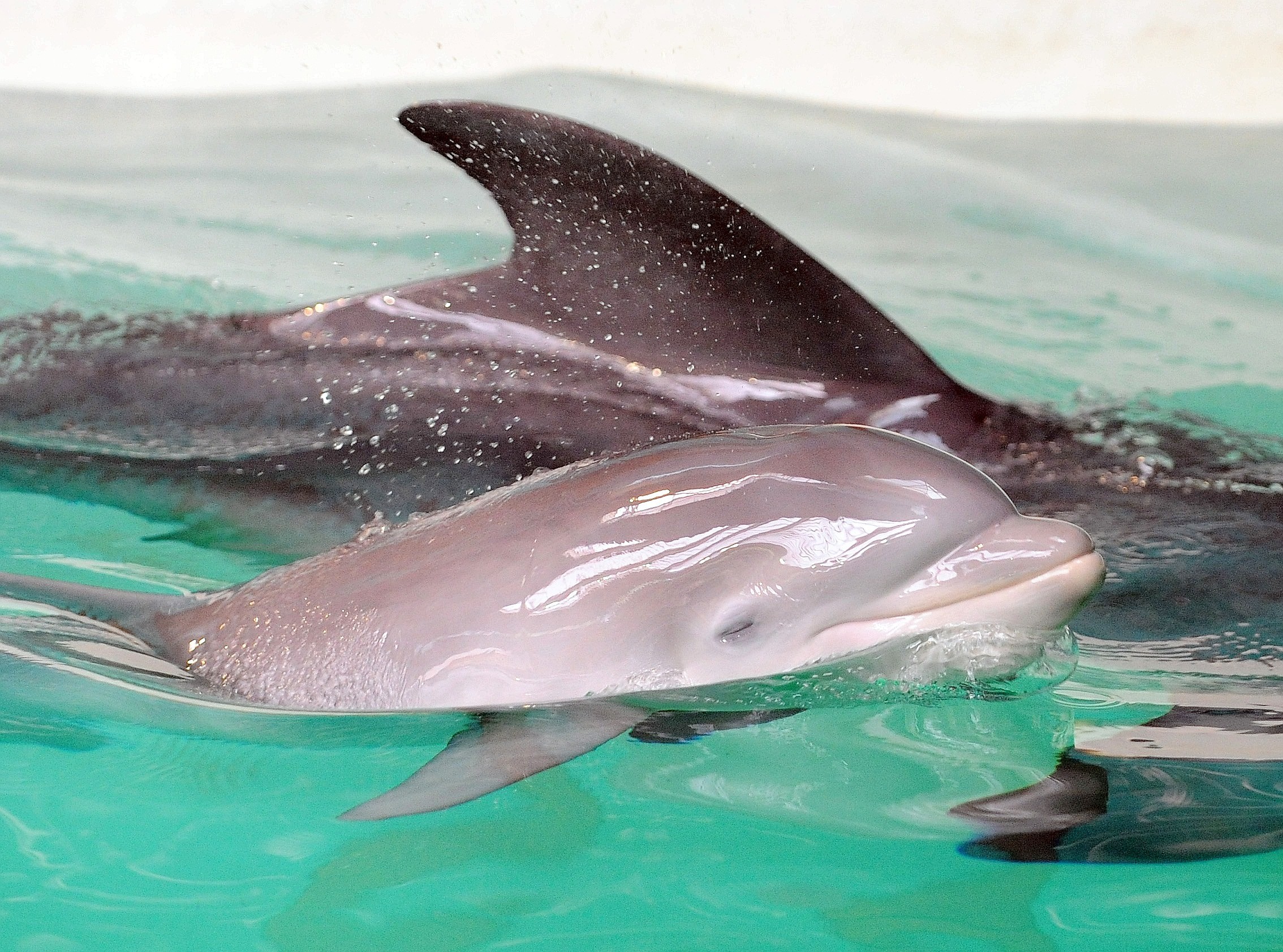 Erstmalig in der Geschichte der Delfinhaltung in Deutschland wurden im Delfinarium des Zoo Duisburg gleich drei Jungtiere nahezu zeitgleich geboren. Bei der Vorstellung am 17. Oktober war nur Dörte mit Mama Delphi zu sehen.