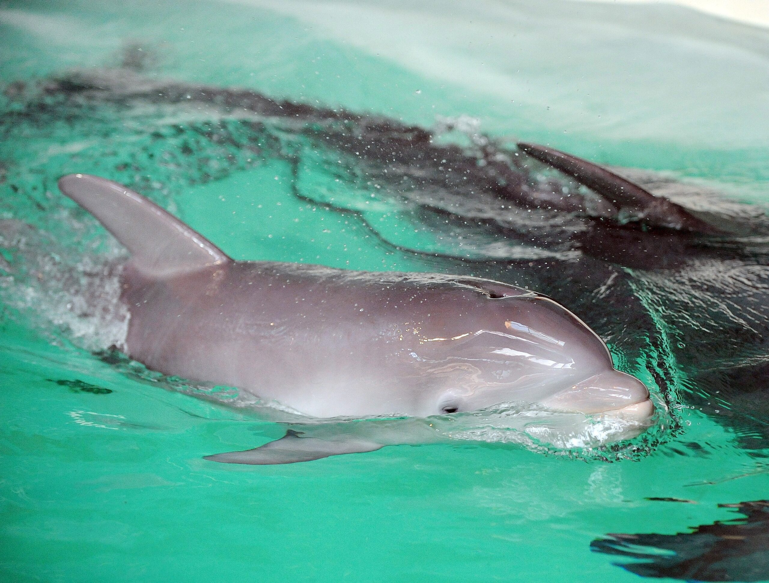 Erstmalig in der Geschichte der Delfinhaltung in Deutschland wurden im Delfinarium des Zoo Duisburg gleich drei Jungtiere nahezu zeitgleich geboren. Bei der Vorstellung am 17. Oktober war nur Dörte mit Mama Delphi zu sehen.