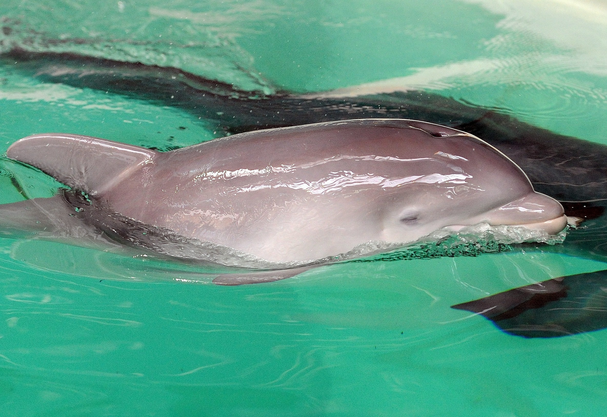 Erstmalig in der Geschichte der Delfinhaltung in Deutschland wurden im Delfinarium des Zoo Duisburg gleich drei Jungtiere nahezu zeitgleich geboren. Bei der Vorstellung am 17. Oktober war nur Dörte mit Mama Delphi zu sehen.