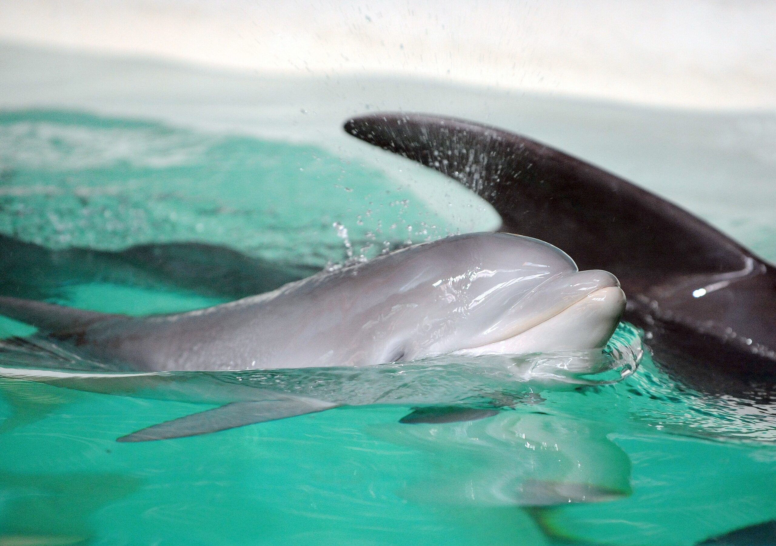 Erstmalig in der Geschichte der Delfinhaltung in Deutschland wurden im Delfinarium des Zoo Duisburg gleich drei Jungtiere nahezu zeitgleich geboren. Bei der Vorstellung am 17. Oktober war nur Dörte mit Mama Delphi zu sehen.